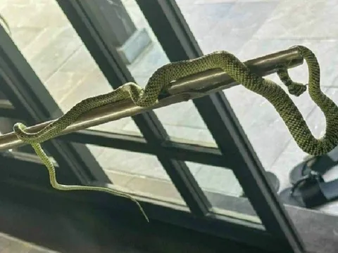 Sở VHTT&DL Quảng Nam lên tiếng vụ rắn bò vào phòng thuê 60 triệu/đêm