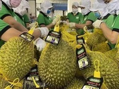 Sầu riêng tiếp tục rớt giá, Cục Trồng trọt khuyến cáo gì?