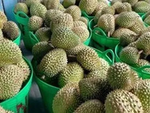Sầu riêng rớt giá mạnh