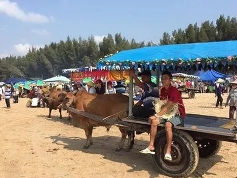 Dừng hoạt động chở du khách bằng xe bò trên bãi biển ở thị xã LaGi