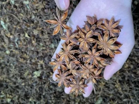 Việt Nam có một loại nông sản quý hơn vàng chỉ rất hiếm quốc gia có, sản lượng đứng thứ 2 thế giới, xuất khẩu tăng đột biến hơn 269% trong quý 1
