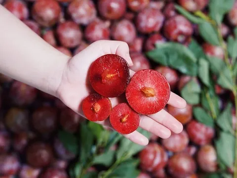 Vào mùa, ăn mận có tốt không?