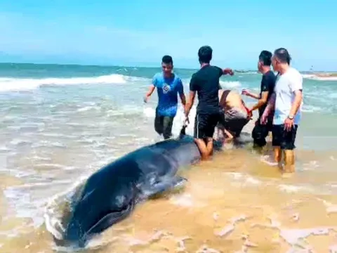 CLIP: Du khách giải cứu cá voi lưng gù quý hiếm mắc cạn