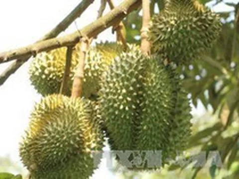5 tấn sầu riêng Ri6 đã có mặt tại thị trường Anh