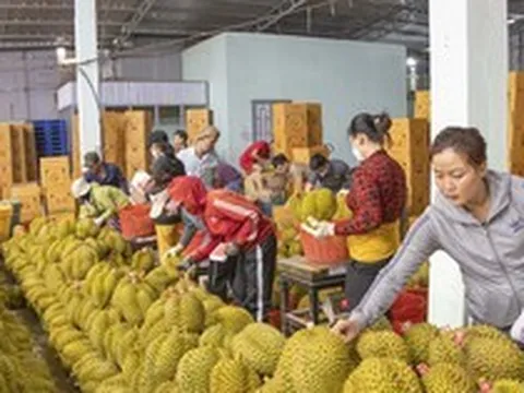 Sầu riêng rớt giá từ 200.000 đồng/kg xuống 50.000 đồng/kg
