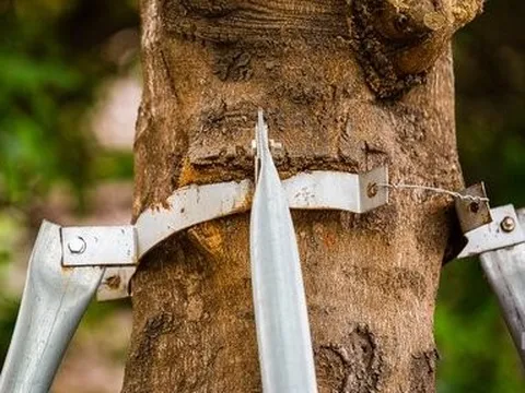 Hàng loạt cây xanh ở Hà Nội vẫn bị vòng sắt "siết cổ"