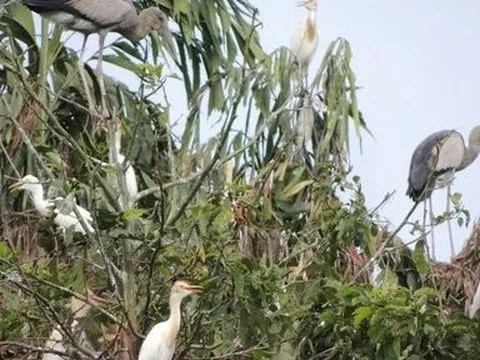 Vĩnh Long: Nâng cấp, mở rộng vườn chim vạc quý hiếm
