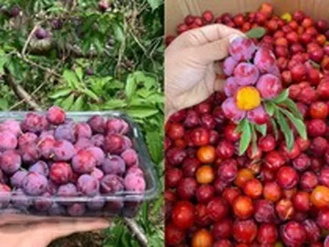 'Cherry Việt' đổ bộ thị trường, giá rẻ siêu đắt khách