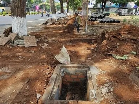 Yêu cầu ngừng thi công công trình làm đứt rễ hàng cây sao đen