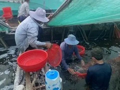 Giá tôm thẻ giảm mạnh, ngư dân nuôi công nghệ cao điêu đứng