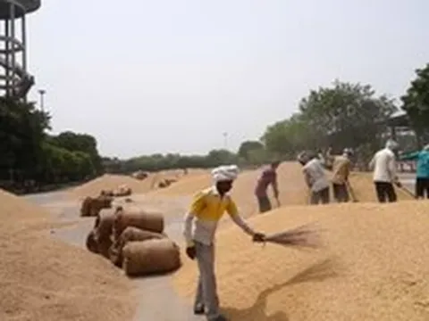 Xuất hiện thêm một quốc gia tăng cường nhập khẩu gạo của Việt Nam, sản lượng xuất khẩu bất ngờ tăng vọt hơn 3.000% trong quý 1