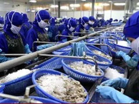 Hạ giá thành cho tôm Việt Nam