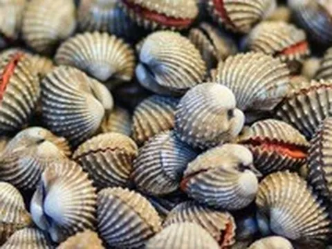 Loài vật 'đại bổ' có ở Việt Nam: Người Trung Quốc say mê, giá không rẻ nhưng bán tới đâu hết tới đó