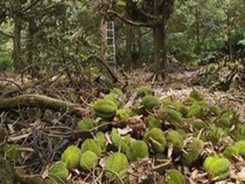 Gió lốc "thổi bay" 1.000 tấn sầu riêng