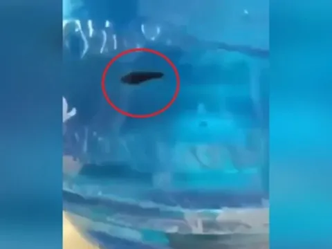 Bộ Y tế vào cuộc vụ phát hiện đỉa trong bình nước ở trường mầm non