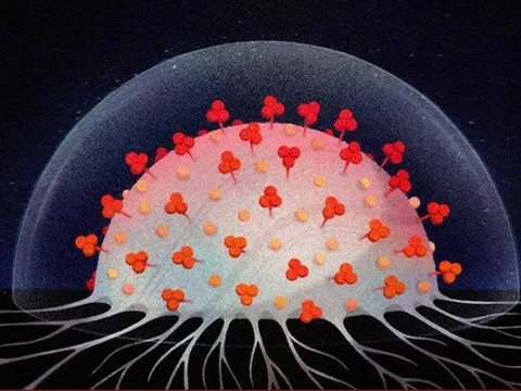 WHO: COVID-19 sẽ không bao giờ bị triệt tiêu