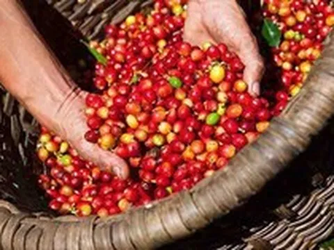 Giá cà phê phá kỷ lục