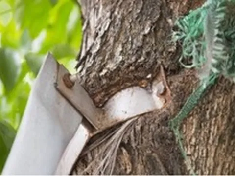 Cận cảnh cây xanh Hà Nội "nghẹt thở" vì bị "gông cùm" và đóng đinh