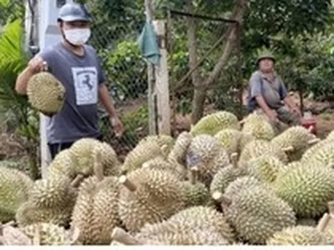 Ồ ạt nhổ bỏ cà phê để trồng sầu riêng ở Tây Nguyên