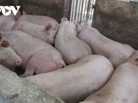 Giá heo hơi giảm sâu, người chăn nuôi Đà Nẵng gặp khó