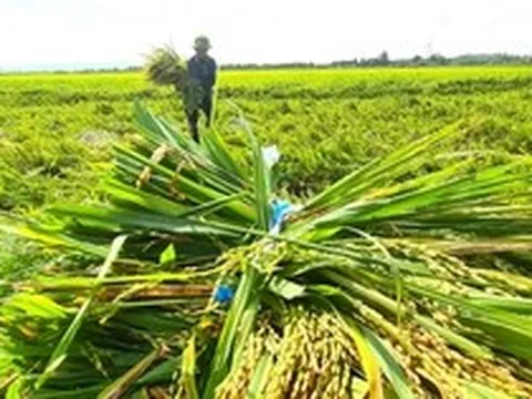 Dông lốc dữ dội, nông dân Quảng Bình ngậm ngùi gặt lúa nửa xanh nửa chín