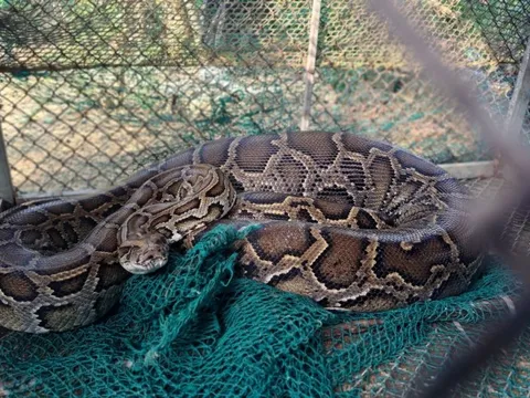 Trăn dài hơn 2m chui vào chuồng nuốt con bê 2 tháng tuổi ở Hà Tĩnh