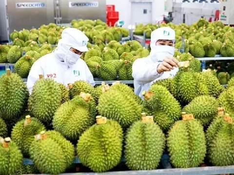 "Đường đua" cán mốc 4 tỷ USD cho xuất khẩu rau quả