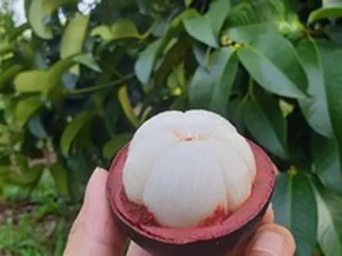Loại trái cây đang gây ‘sốt’ với món gỏi gà, giúp Việt Nam kiếm được trăm triệu USD