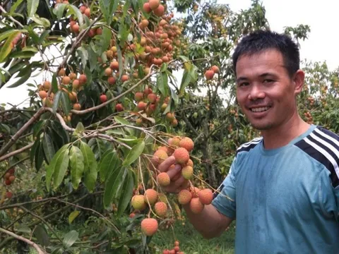 Nông dân thu tiền tỷ nhờ trồng vải u hồng