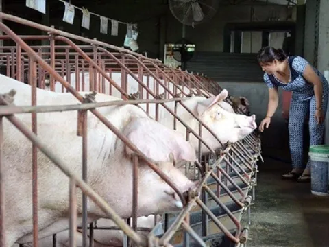 Sau chuỗi ngày "rớt đáy", tin vui khi giá lợn hơi tăng trở lại