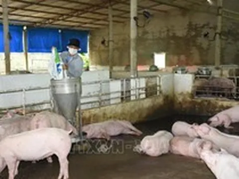 Giá lợn hơi xuống thấp, người nuôi ngậm ngùi 'treo chuồng'