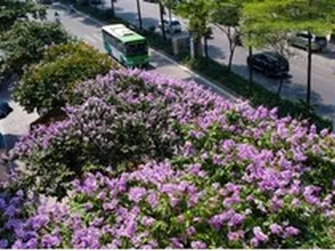 Lãng mạn sắc tím bằng lăng trên phố phường Hà Nội