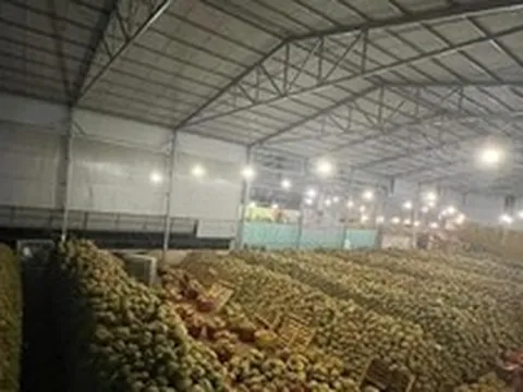 Bùng nổ sầu riêng ở Tây Nguyên: Biết người biết ta trong cuộc cạnh tranh lớn
