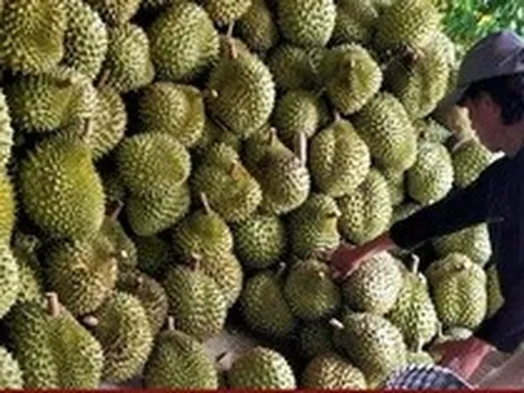 Sầu riêng tiếp tục rớt giá mạnh