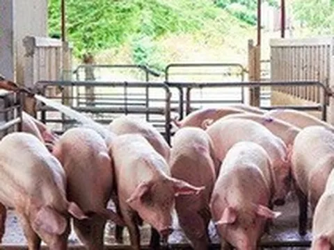 Giá lợn hơi tăng trở lại