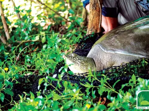 Rùa gần 100 kg chết, giao 4 sở và 2 huyện thị xã khẩn trương xử lý