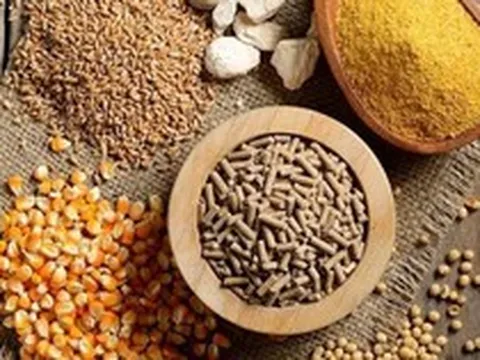 75% nguyên liệu nhập khẩu, giá lại tăng phi mã, Việt Nam tự chủ thức ăn chăn nuôi thế nào?