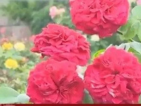 Thu nhập tiền tỷ nhờ hoa hồng