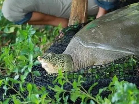 Hà Nội chỉ đạo làm rõ nguyên nhân khiến cá thể rùa Đồng Mô chết