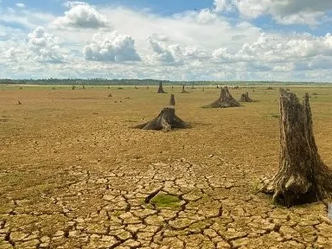 Lộ diện dấu tích rừng cây xưa dưới lòng hồ Trị An cạn khô nước