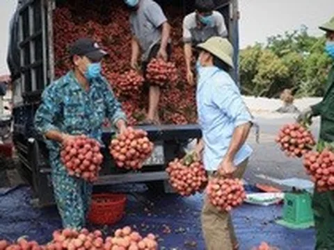 Hàng trăm thương nhân Trung Quốc đăng ký thu mua vải thiều