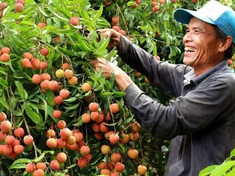 Hàng trăm thương nhân Trung Quốc tới Việt Nam thu mua vải thiều