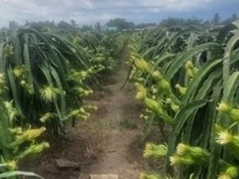 Thanh long đầu mùa giá kỉ lục