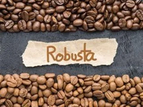 Thế giới thiếu hụt cà phê robusta trầm trọng dù xuất khẩu tăng - chuyện gì đang xảy ra?