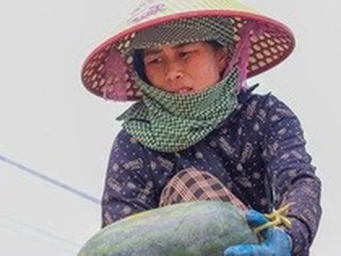 Dưa hấu được mùa, mất giá