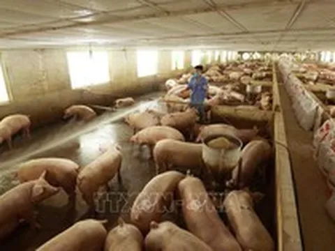 Giá thịt giảm và chi phí cao khiến doanh nghiệp chăn nuôi lợn thua lỗ