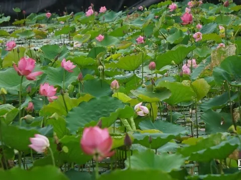 Hoa sen rực nở, thơm ngát trên quê hương Bác Hồ