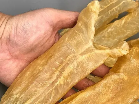 Có giá bán gần triệu một kg, phụ phẩm tưởng bỏ đi của con cá lại thu về hơn 2 triệu USD cho Việt Nam trong quý I/2023