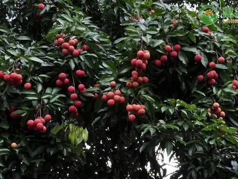 Trung Quốc từng bán một quả vải thiều với giá lên tới 1,8 tỷ đồng: Lý do bất ngờ