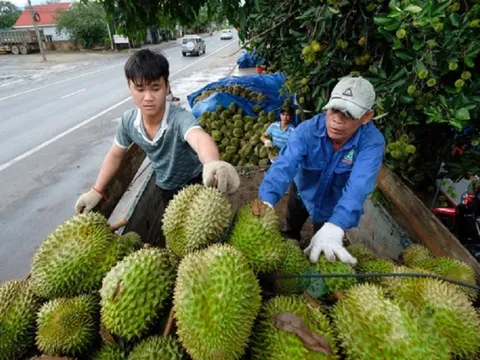 Xuất khẩu rau quả: Tín hiệu khả quan và những triển vọng